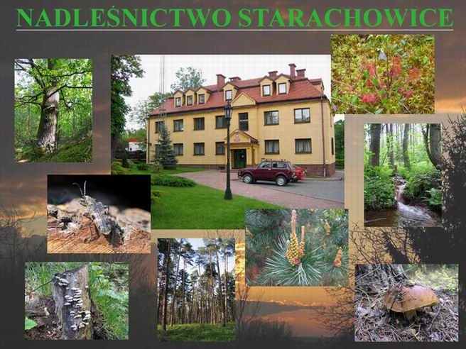Siedziba Nadleśnictwo Starachowice
