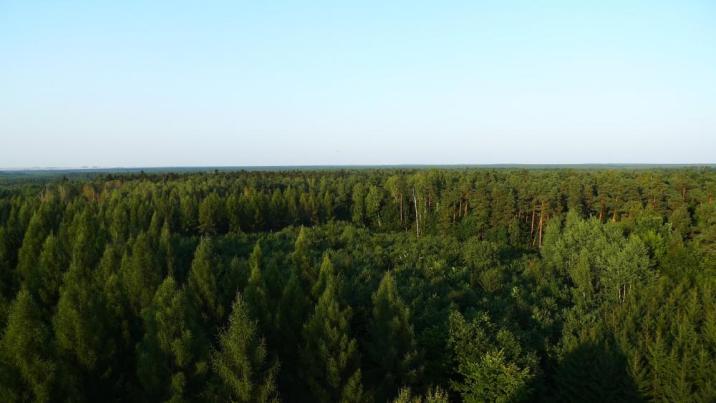 Widok&#x20;na&#x20;drzewostany&#x20;Nadleśnictwa&#x20;Starachowice&#x2c;&#x20;fot&#x2e;&#x20;R&#x2e;Adamczyk